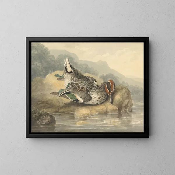 Teal mort - Samuel Howitt — cuadro enmarcado en la pared