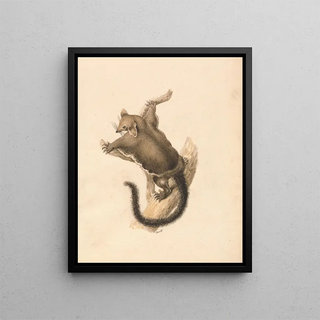 Samuel Howitt - Flying Squirrel.webp