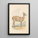 Lama Painting - Samuel Howitt — framed artwork on a wall