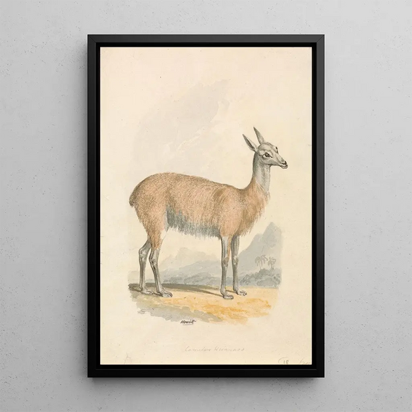 Samuel Howitt - Llama.webp