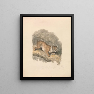 Samuel Howitt - North American Lynx.webp