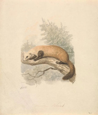 Samuel Howitt - Polecat.webp