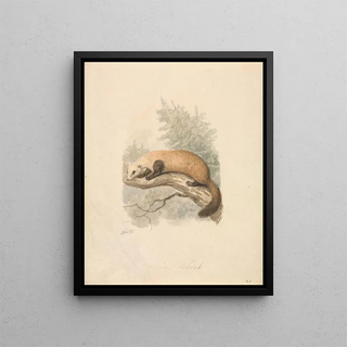 Samuel Howitt - Polecat.webp