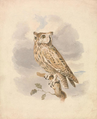 Samuel Howitt - Scops Owl.webp