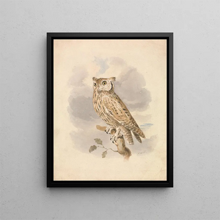 Samuel Howitt - Scops Owl.webp