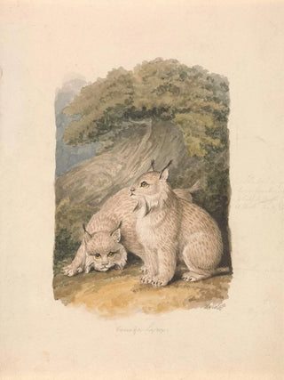 Samuel Howitt - The Canada Lynx from the Life.webp