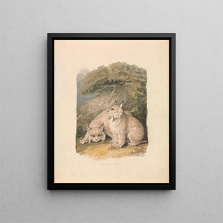 Samuel Howitt - The Canada Lynx from the Life.webp