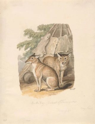 Samuel Howitt - Two Huskies.webp