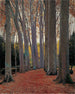 Allée des Platanes - Santiago Rusiñol — vista de la obra