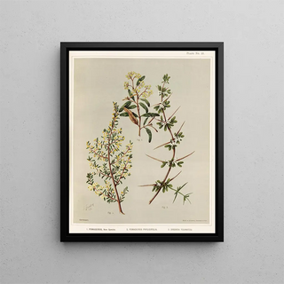 Sarah Featon - 1 Pomaderris New Species 2 Pomaderris phylicifolia 3 Discaria toumatou Plate 21.webp