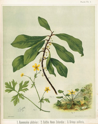 Sarah Featon - 1 Ranunculus plebeius 2 Caltha novae zelandiae 3 Drimys axillaris Plate 5.webp