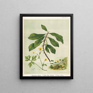 Sarah Featon - 1 Ranunculus plebeius 2 Caltha novae zelandiae 3 Drimys axillaris Plate 5.webp