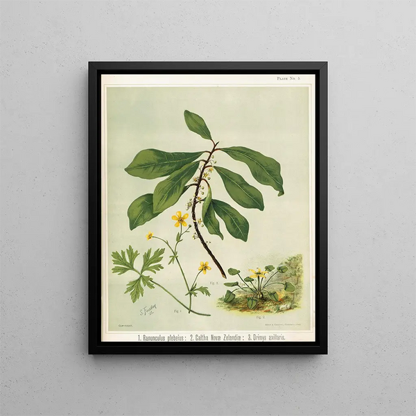 Sarah Featon - 1 Ranunculus plebeius 2 Caltha novae zelandiae 3 Drimys axillaris Plate 5.webp