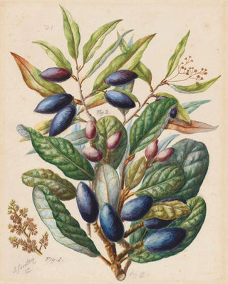 Sarah Featon - 1 Taiaire Beilschmiedia tarairi 2 Tawa Beilschmiedia tawa.webp