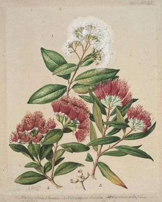 Sarah Featon - 1 White rata 2Climbing rata 3Southern rata.webp