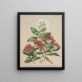 Sarah Featon - 1 White rata 2Climbing rata 3Southern rata.webp
