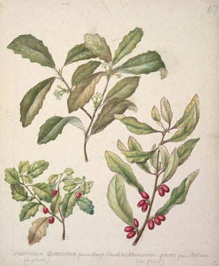 Sarah Featon - Alseuosmia.webp