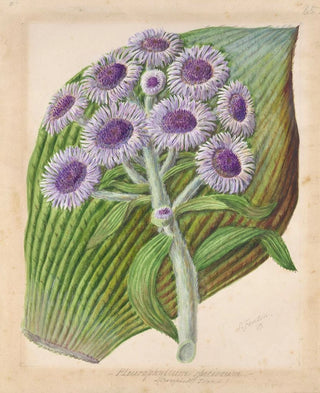 Sarah Featon - Antarctic daisy.webp