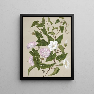 Sarah Featon - Bindweed Pohu.webp