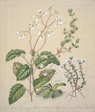 Sarah Featon - Calceolaria sinclarii Mimulus repens Mazus pumilio.webp