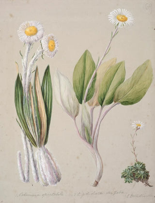 Sarah Featon - Celmisia.webp