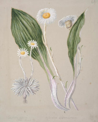 Sarah Featon - Celmisia mountain daisy.webp