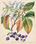 Colensoa physaloides - Sarah Featon — vista de la obra