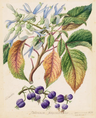 Sarah Featon - Colensoa physaloides.webp