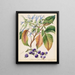 Colensoa physaloides - Sarah Featon — cuadro enmarcado en la pared