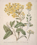 Marguerite Brachyglottis - Sarah Featon — vista de la obra