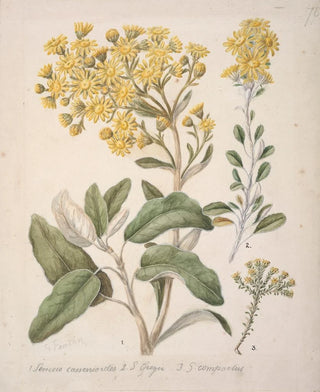 Sarah Featon - Daisy Brachyglottis.webp