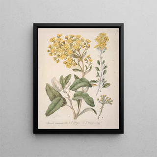Sarah Featon - Daisy Brachyglottis.webp