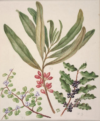 Sarah Featon - Divaricate Suttonia Toro Mapu.webp