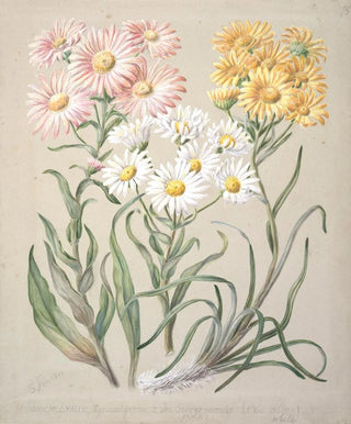 Sarah Featon - Dolichoglottis lyallii Dolichoglottis scorzoneroides New Zealand snow groundsels.webp