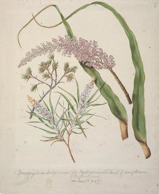 Sarah Featon - Dracophyllum latifolium Neinei Dracophyllum strictum Dracophyllum uniflorumTurpentine scrub.webp
