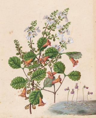 Sarah Featon - Euphrasia cuneata Rhabdothamnus solandri Utricularia monanthos.webp
