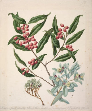 Sarah Featon - Exorcarpus bidwillii Black Maire santalum cunninghamii Euphorbia glauca.webp