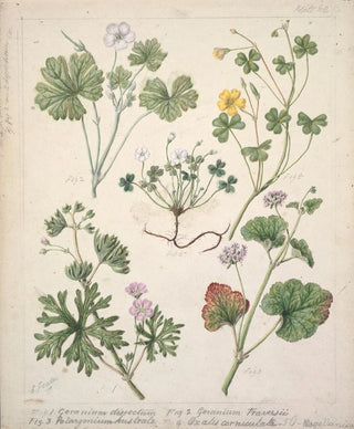 Sarah Featon - Geranium dissectum Geranium traversii Pelargonium Australe Oxalis corniculata Magellanica.webp