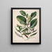 Griselinia lucida Corokia buddleoides - Sarah Featon — cuadro enmarcado en la pared