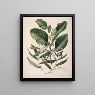 Sarah Featon - Griselinia lucida Corokia Buddleoides.webp