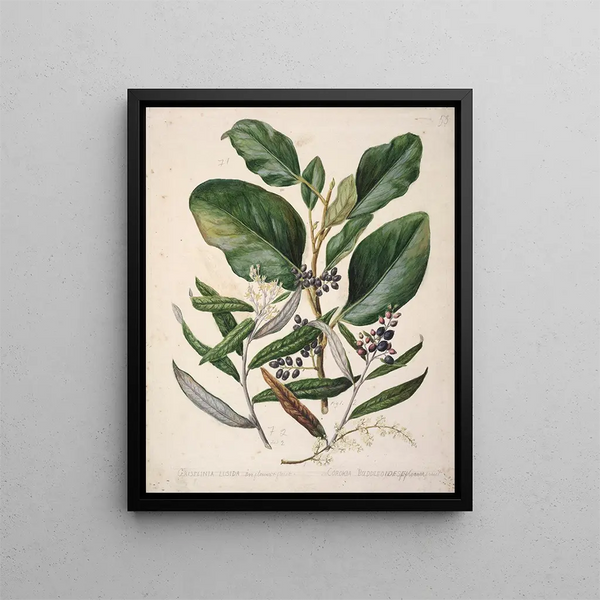 Griselinia lucida Corokia buddleoides - Sarah Featon — cuadro enmarcado en la pared
