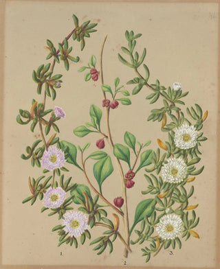 Sarah Featon - Horokaka NZ ice plant Kokihi.webp