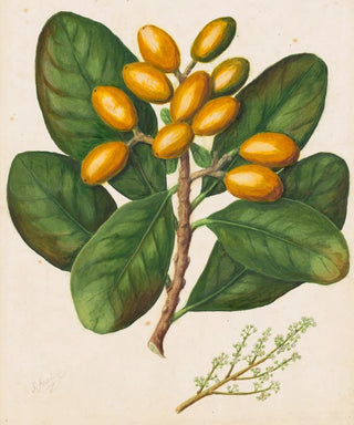 Sarah Featon - Karaka.webp