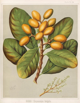 Sarah Featon - Karaka Corynocarpus Ioevigata Plate 24.webp