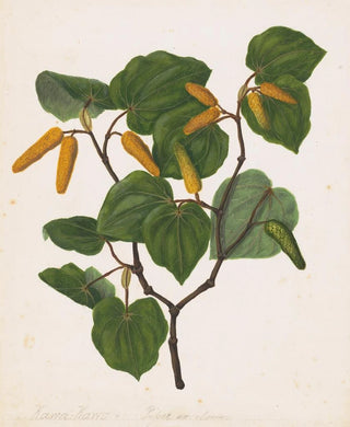 Sarah Featon - Kawa kawa Macropiper excelsum.webp