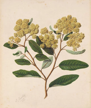Sarah Featon - Kmarahou Gumdiggers soap Pomaderris kumeraho.webp