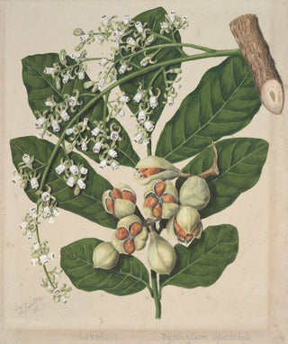Sarah Featon - Kohekohe.webp