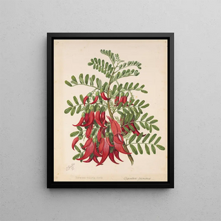 Sarah Featon - Kowhaingutukaka Clianthus puniceus.webp