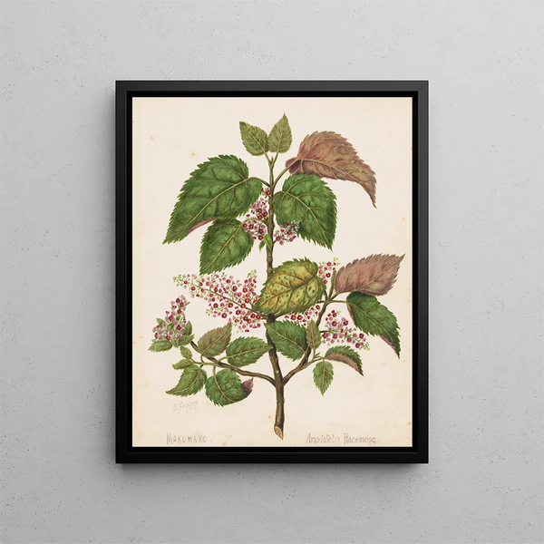 Makomako Aristotelia racemosa - Sarah Featon — cuadro enmarcado en la pared