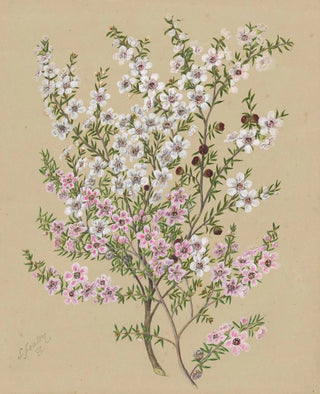 Sarah Featon - Manuka.webp